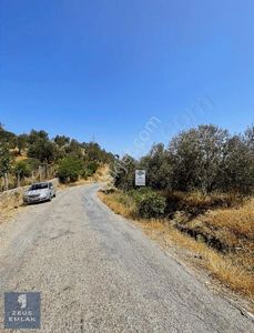 Arsa-Zeytinlik