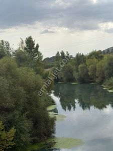 Arsa-Zeytinlik
