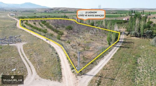 Arsa-Bağ & Bahçe