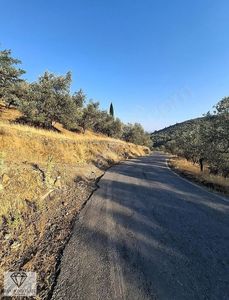Arsa-Zeytinlik