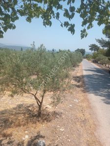 Arsa-Zeytinlik