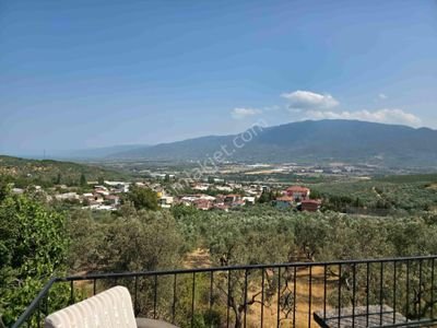 Arsa-Zeytinlik