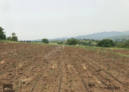 Arsa-Tarla