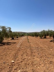 Arsa-Bağ & Bahçe