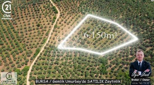 Arsa-Zeytinlik
