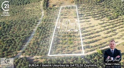 Arsa-Zeytinlik