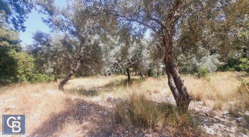 Arsa-Tarla
