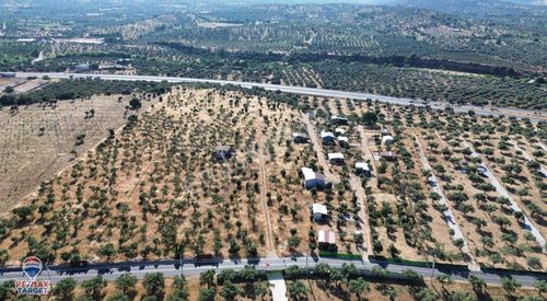 Arsa-Zeytinlik