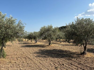 Arsa-Tarla