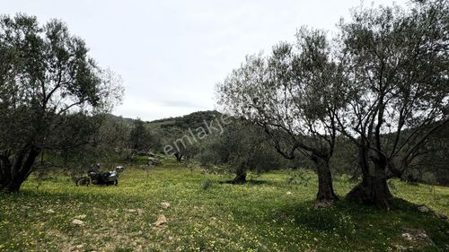 Arsa-Tarla