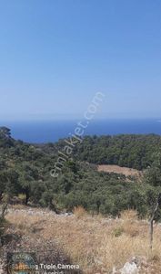 Arsa-Zeytinlik