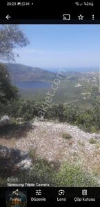 Arsa-Zeytinlik