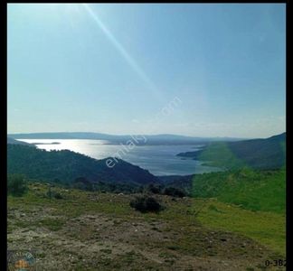 Arsa-Zeytinlik
