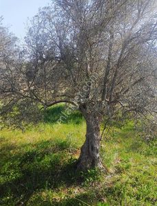 Arsa-Tarla