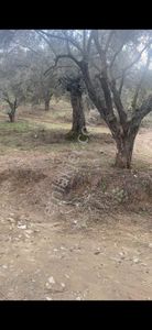 Arsa-Zeytinlik