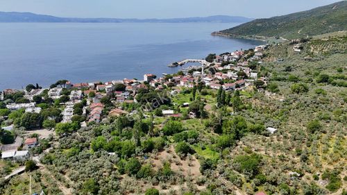 Arsa-Zeytinlik