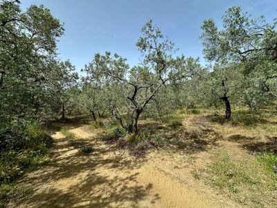 Arsa-Zeytinlik