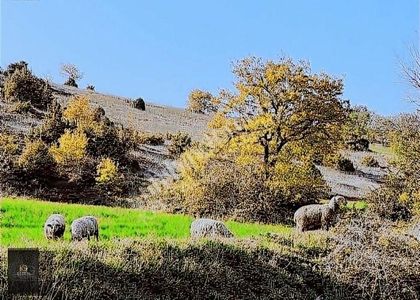 Arsa-Tarla