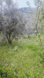 Arsa-Tarla
