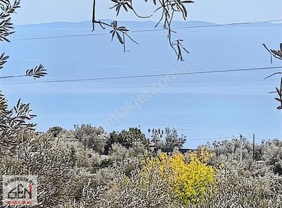 Arsa-Zeytinlik