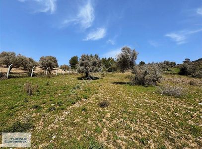 Arsa-Tarla