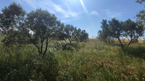Arsa-Zeytinlik