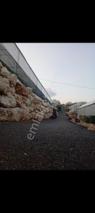 Arsa-Arazi