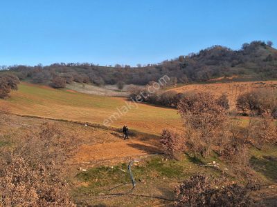 Arsa-Tarla