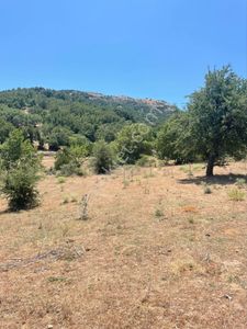 Arsa-Tarla