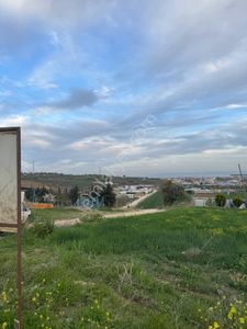 Arsa-Zeytinlik
