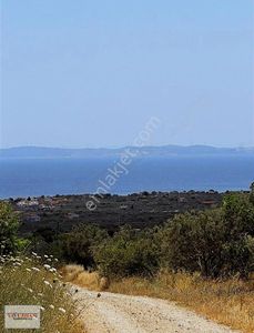Arsa-Zeytinlik