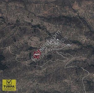 Arsa-Zeytinlik