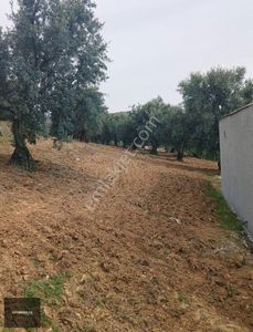 Arsa-Zeytinlik