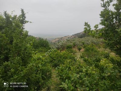 Arsa-Tarla