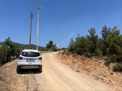Arsa-Zeytinlik
