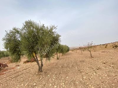 Arsa-Tarla