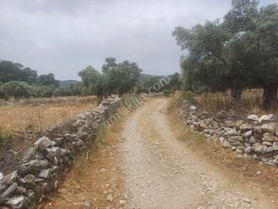 Kazikli Mahallesinde Satılık 3500 M2 Tarla