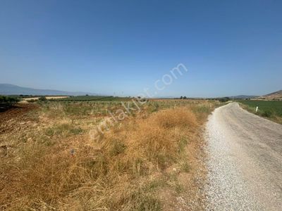 Arsa-Zeytinlik