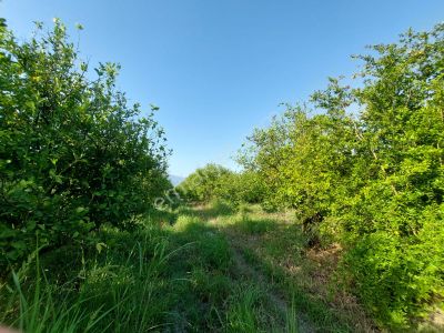 Arsa-Tarla