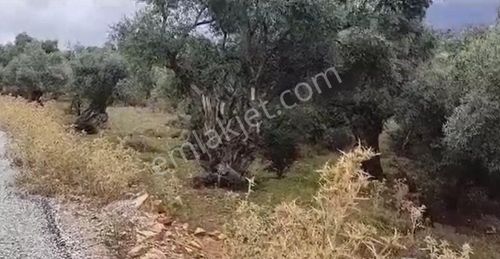 Arsa-Zeytinlik