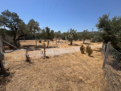 Arsa-Zeytinlik
