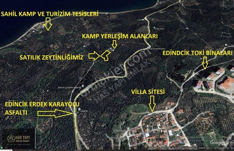 Arsa-Zeytinlik