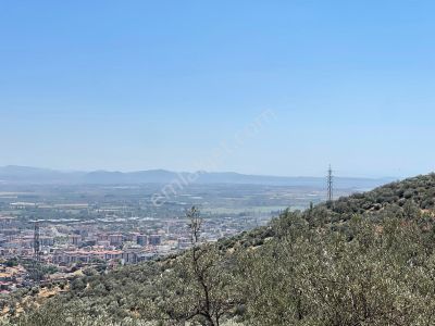 Arsa-Zeytinlik
