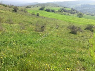 Arsa-Tarla