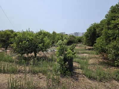 Arsa-Bağ & Bahçe