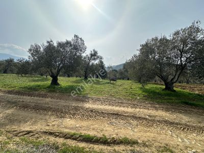 Arsa-Zeytinlik