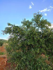 Arsa-Zeytinlik