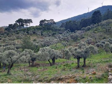 Arsa-Zeytinlik