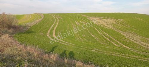 Arsa-Tarla
