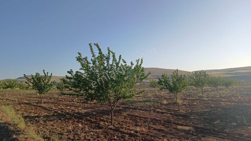 Arsa-Tarla